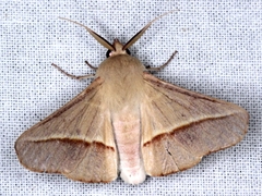 Oenochroma orthodesma
