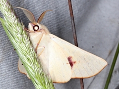 Oenochroma orthodesma