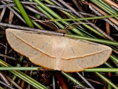 Oenochroma orthodesma