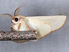 Oenochroma orthodesma