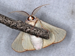 Oenochroma orthodesma