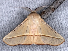 Oenochroma orthodesma