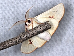 Oenochroma orthodesma