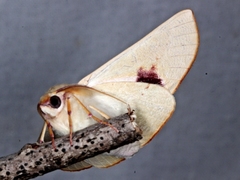 Oenochroma orthodesma