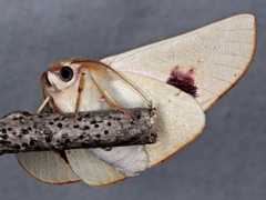 Oenochroma orthodesma