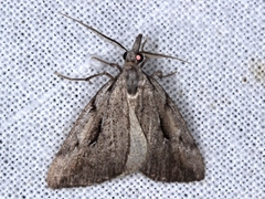 Phrixocomes ophiucha