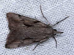 Phrixocomes ophiucha