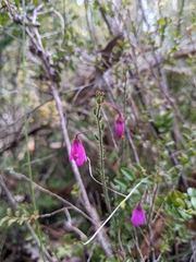 Tetratheca hispidissima