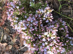 Andersonia caerulea