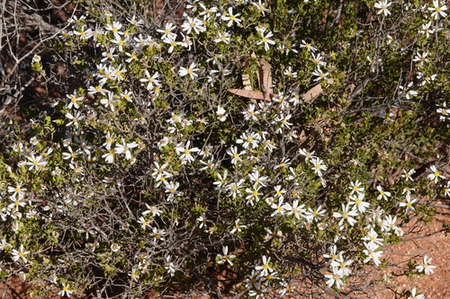 Image of Olearia calcarea by (c) Paul Coddington, some rights reserved (CC BY)
