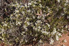 Olearia calcarea