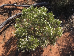 Olearia calcarea