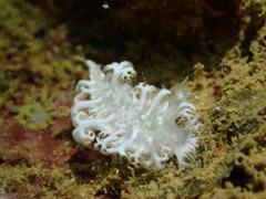 Tritoniopsis elegans