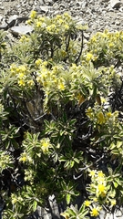 Brachyglottis monroi