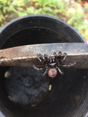 Antrodiaetus pacificus