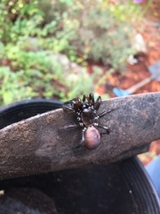 Antrodiaetus pacificus