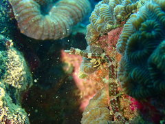 Corythoichthys amplexus