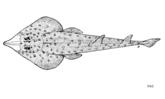 Whitespotted Guitarfish photo 1