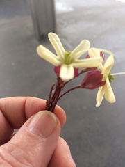 Clerodendrum trichotomum