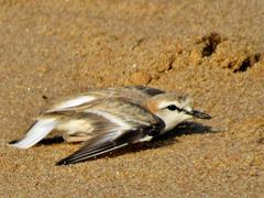 Charadrius marginatus arenaceus