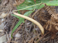 Phaseolus parvulus
