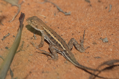 Eastern Mallee Dragon photo 5