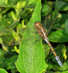 Orthetrum chrysostigma chrysostigma