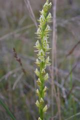 Prasophyllum elatum