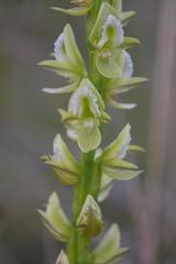 Prasophyllum elatum