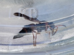 Pachodynerus erynnis
