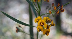 Daviesia corymbosa