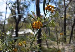 Daviesia corymbosa