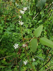 Stellaria flaccida