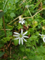 Stellaria flaccida