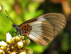 Acraea aganice aganice