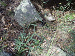 Desmodium arizonicum