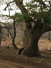 Kigelia africana