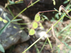 Desmodium arizonicum