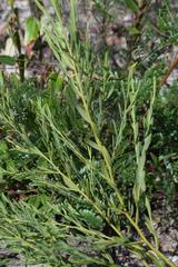 Eriostemon australasius