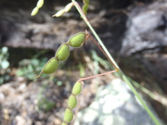 Desmodium arizonicum