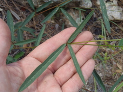 Desmodium arizonicum