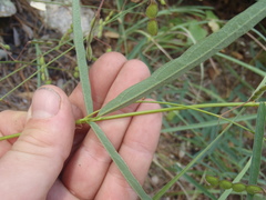 Desmodium arizonicum