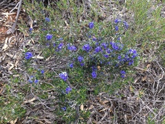 Halgania andromedifolia