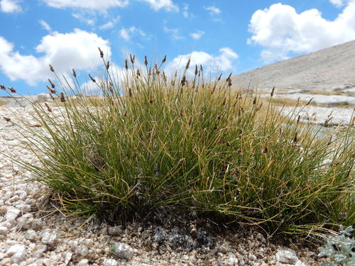 Carex filifolia
