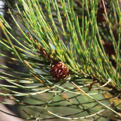 Cylindrococcus spiniferus