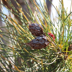 Cylindrococcus spiniferus