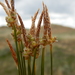 Carex filifolia - Photo (c) Matt Lavin, algunos derechos reservados (CC BY-SA)