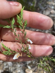 Styphelia pendula