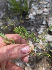 Styphelia pendula