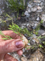 Styphelia pendula